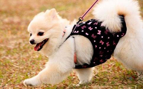 懶惰的小狗作文