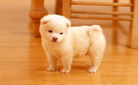 【熱門】小狗童話作文錦集5篇