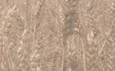 小麥作文600字5篇