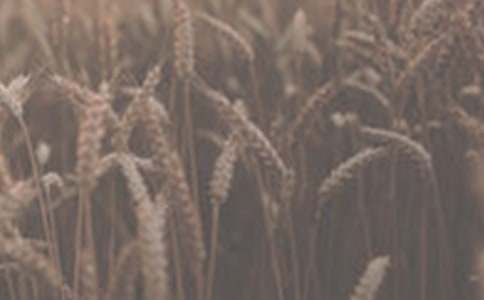 精選小麥作文300字3篇