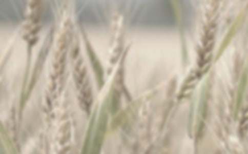 �ҵ�Ӣ��(gu��)����С������600�֣����x10ƪ��