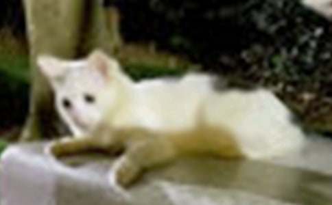 С؈���˵�����