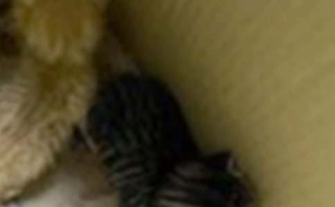 ���P(gu��n)С؈���~����3ƪ