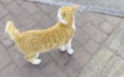 小貓和馬兒作文