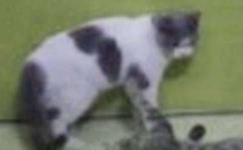 �ɐ۵�С؈������