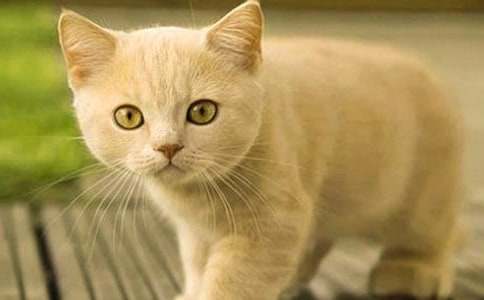 ֪�e(cu��)�͸ĵ�С؈����