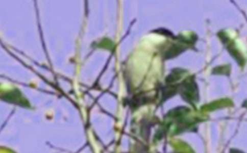 小鳥和小青蛙作文