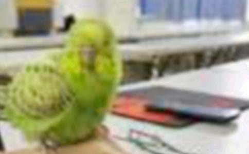 �P(gu��n)��С�B(ni��o)��ͯԒ(hu��)���ĺϼ���ƪ