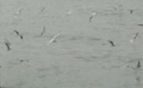 �Ҷ���ɞ�һֻС�B����