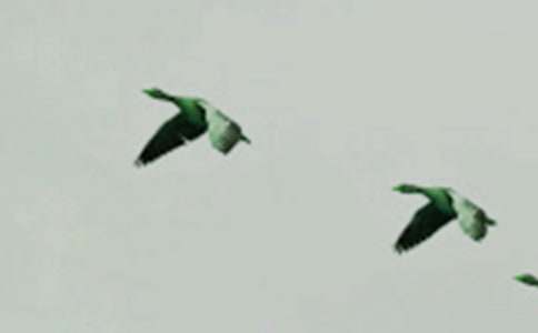 我好想化作一只小鳥作文