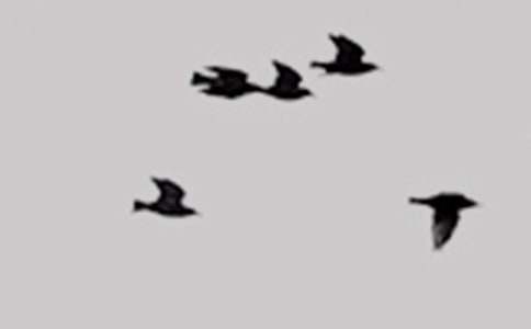 幫助小鳥看圖作文(通用9篇)