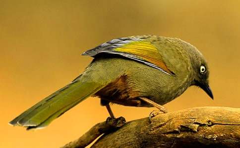 形容小鳥(niǎo)的詞語(yǔ)