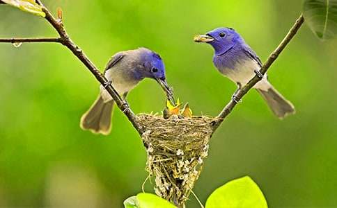 【精選】小鳥的故事童話作文4篇