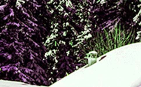 Сѩ��(y��u)�����ģ�ͨ��5ƪ��