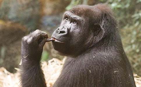 ���ɺ����ă�ֻ�_��ͯԢ�Թ���