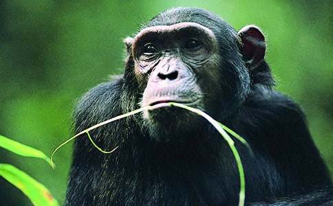 �����c���ɵ�Ԣ��С����