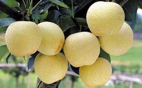 雪梨作文400字7篇