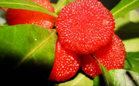 楊梅山游記1200字作文