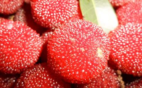 游楊梅山,真讓我著迷八年級(jí)作文