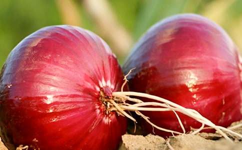 普特聽力短文:切洋蔥為什么會流淚