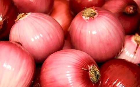 【精品】洋蔥作文500字三篇