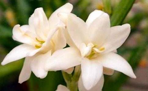 小學(xué)作文我愛夜來香