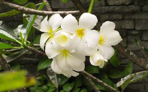 描寫夜來香的優(yōu)美作文600字(通用23篇)