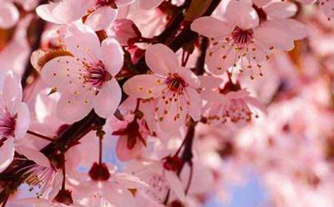 微風(fēng)拂過櫻花瓣初一作文