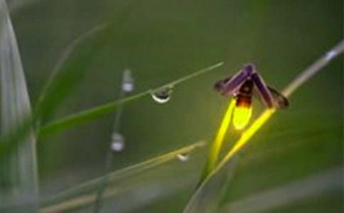 小學生捉螢火蟲的作文(精選15篇)