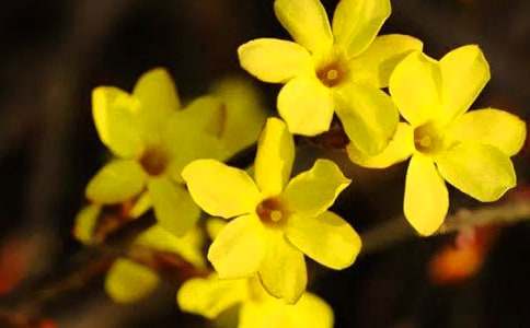 描寫迎春花作文400字(通用41篇)