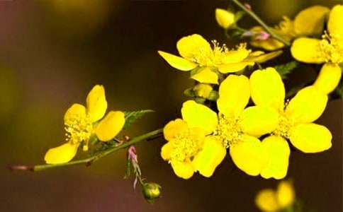 ӭ�����ٲ����ģ����x17ƪ��