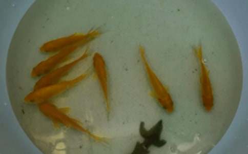 魚苗買賣合同大全