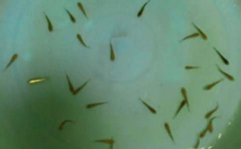 魚苗購銷合同【推薦】