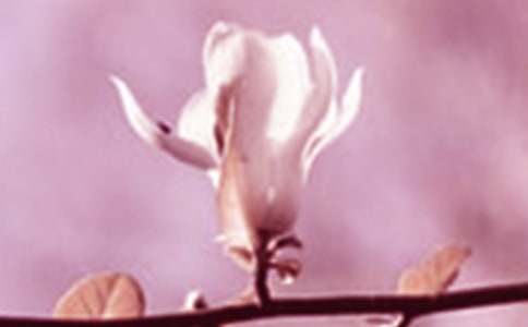 ѩ�׵����m���Ġ�������