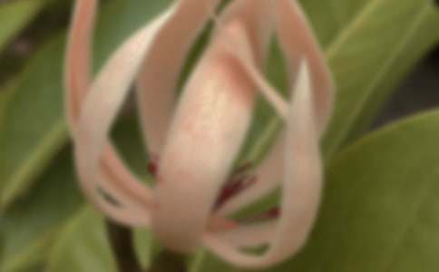 寫玉蘭花的作文200字