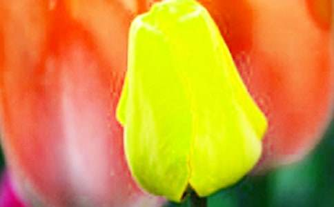 郁金香觀察作文