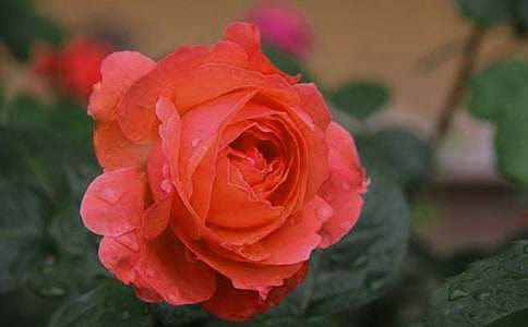 �P(gu��n)��ӛ���е�������¼����}Ŀ������