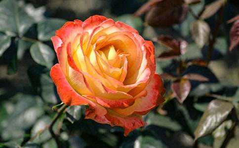 觀察植物月季花作文