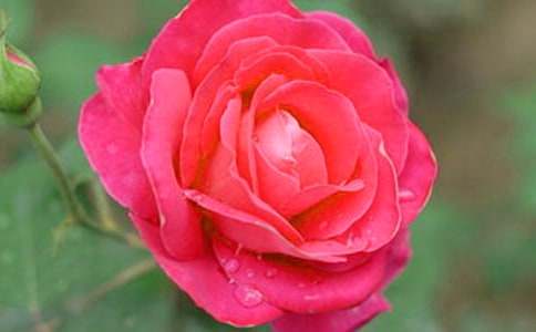 觀察月季花作文(精選19篇)