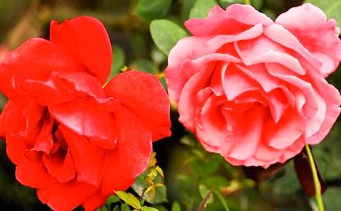 月季花和玫瑰花作文400字