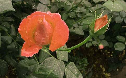 �茑�¼��������ģ����x27ƪ��