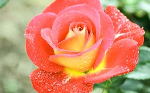 月季花作文700字