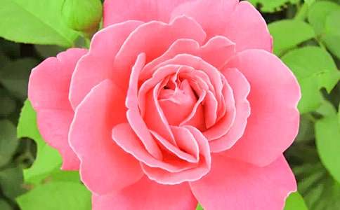 �¼�����õ�廨����3ƪ