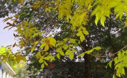 ���P(gu��n)����Ȧ�簲���Z��ȫ145��