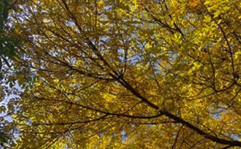 ����ϵ�簲���ZQQ���\39�l