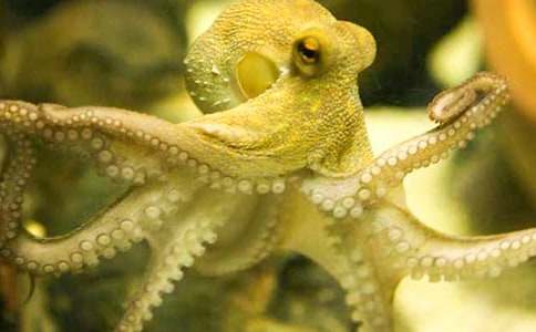 關(guān)于章魚的作文怎么寫