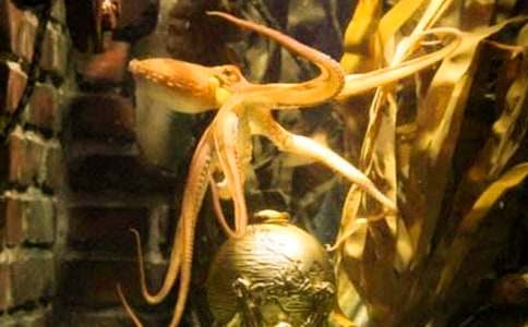 美味的章魚燒六年級狀物作文500字