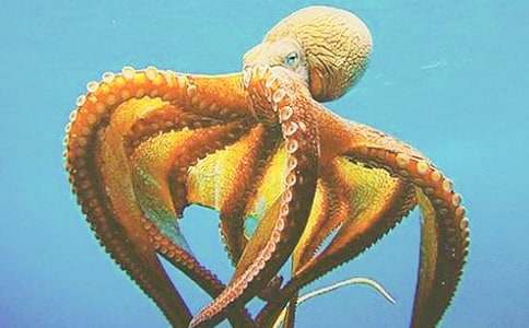 美味的章魚小丸子優(yōu)秀作文500字