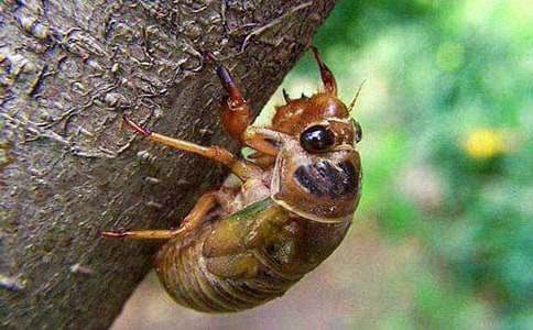 大雁和知了的寓言故事(通用20篇)