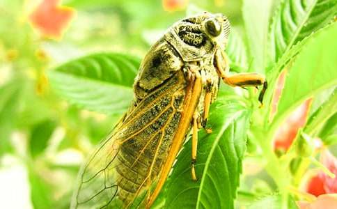 知了學(xué)飛童話作文